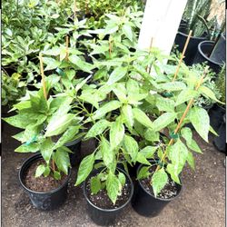Chiltepin Plans $12 Each Price Firm 