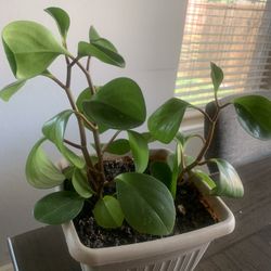 Only for inside!    Potted 