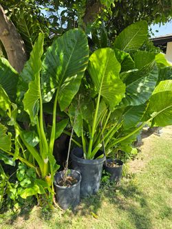 Elephant ears plant And other Plants