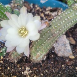 Cactus degusanito