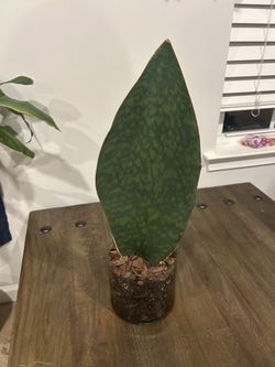 Wale Snake Plant 