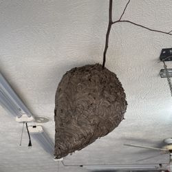 Bald face hornet nest
