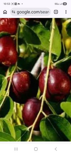 Assorted fruit trees