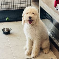 Golden Doodle