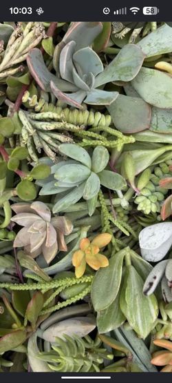 FREE Random Succulent Cuttings/Porterville