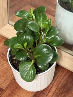 🌿Beginner-friendly houseplants🩷Super Hardy Rubber Peperomia Plant🌿PLS Read Description🩷