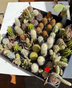 Mini cactus plants with pots