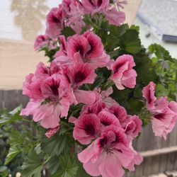 Geranium Hanging Planter Live Plant 