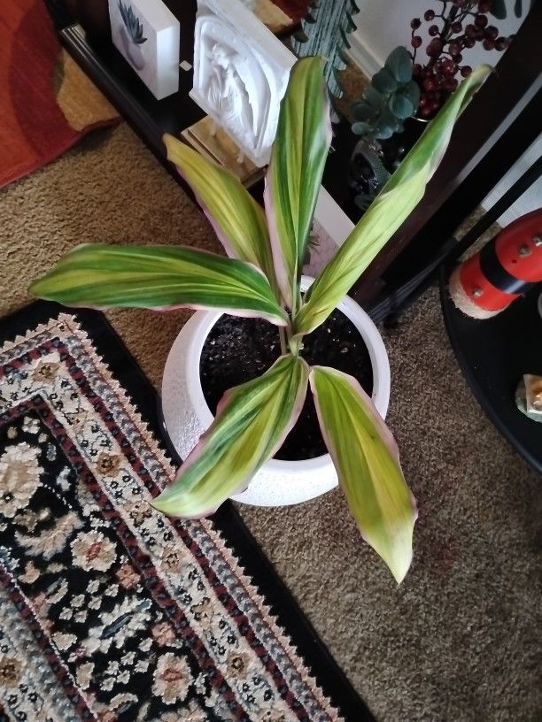 Plant