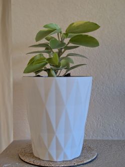 Healthy Beautiful Indoor Plant ( peperomia)