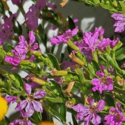 Lavender-Pink Cuphea hyssopifolia  False Heather, Mexican Heather, Hawaiian flower plant