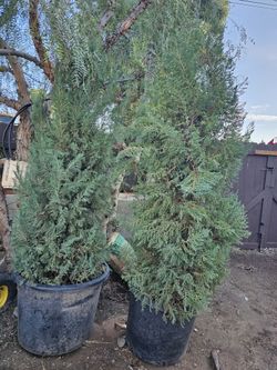 Juniper Pine Trees