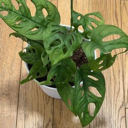 Monstera Adansoni 