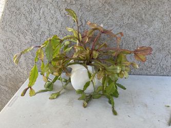 Rhipsalis in White Ceramic Pitcher