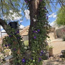 Morning Glory Climbing Plant $1