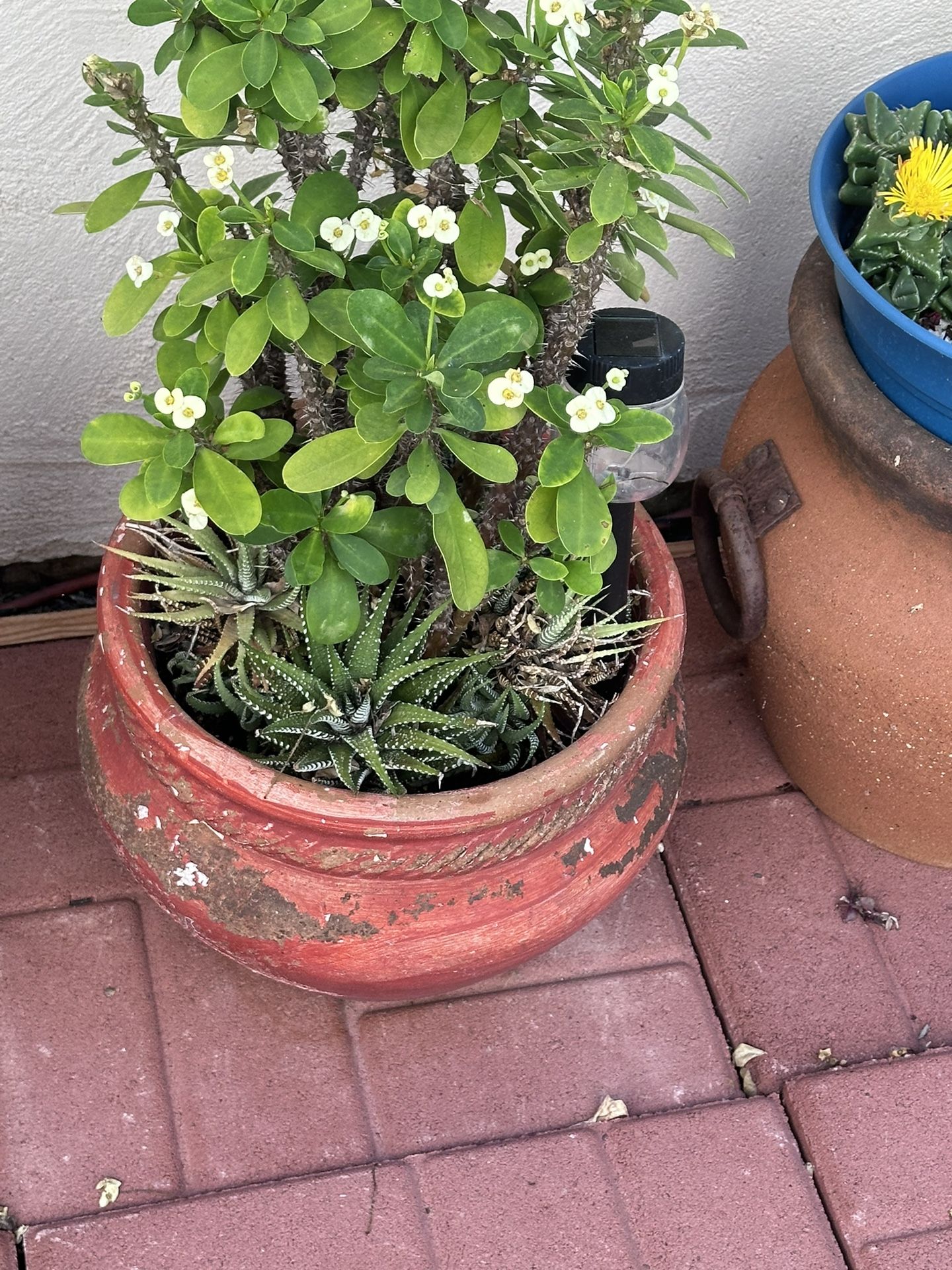 Terracota And Wood Pots With Succulents