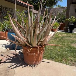 Succulent plant and terracotta pot