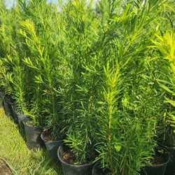 Beautiful Podocarpus Plants For Privacy!!! About 4 Feet Tall!! Fertilized 
