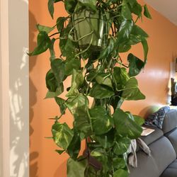Large Hawaiian Pothos 