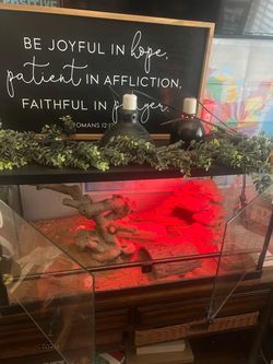 Large reptile tank