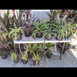 Plant Sale 