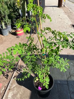 MORINGA TREE EN 5 GALONES