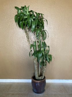Plants