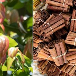 Cinammon Trees  3gal 🌳 Arboles De Canela En 3gal 