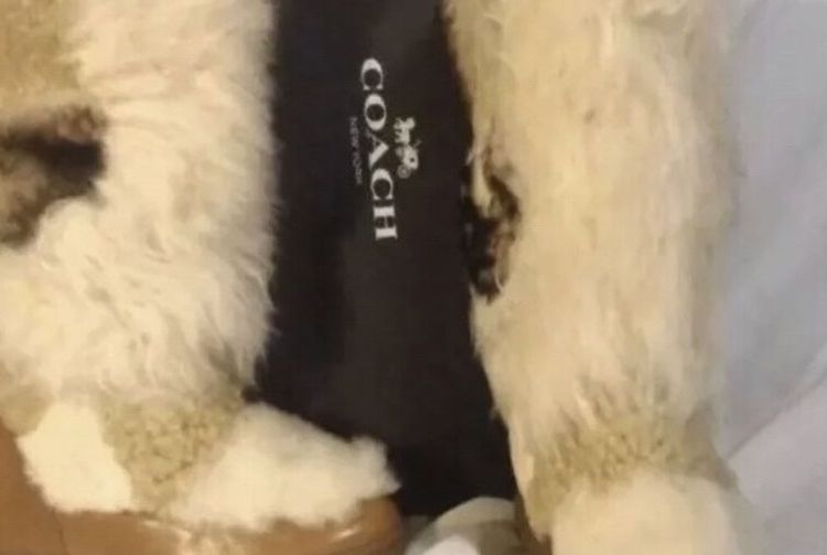 Coach Women's Morton Genuine Shearling Wedge Boot Size 6.5 Saddle/Natural Leathe