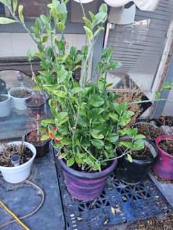 Beautiful plant
