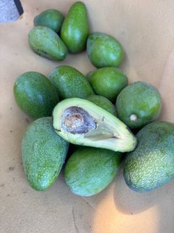 Fresh Green Avocados – Bulk Lot