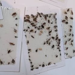 White Glue Boards