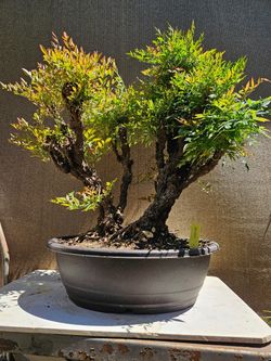 Old Nandina Domestica ( Nam thiên trúc ) Bonsai Tree.