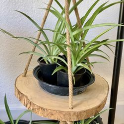 Spider Plants