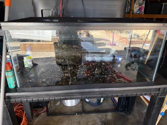 50 gal tank / turtle setup