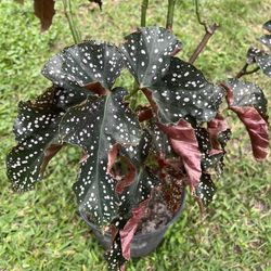 BEGONIA CRACKLIN ROSIE (3 Gallon Pot) Unique