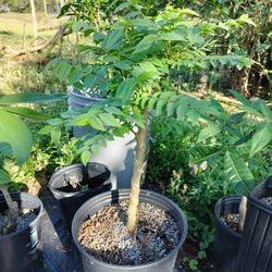 3 Gallon Grosella Tree (Aka Gooseberry Tree)