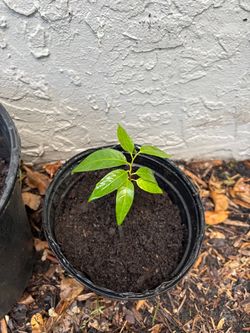 Red Custard Apple Seedlings - Live Plant