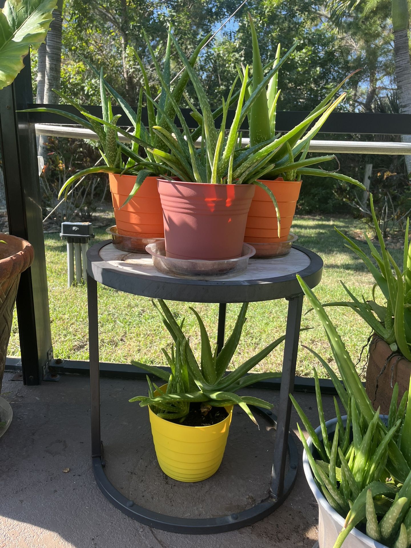 Beautiful, healthy Aloe Plants