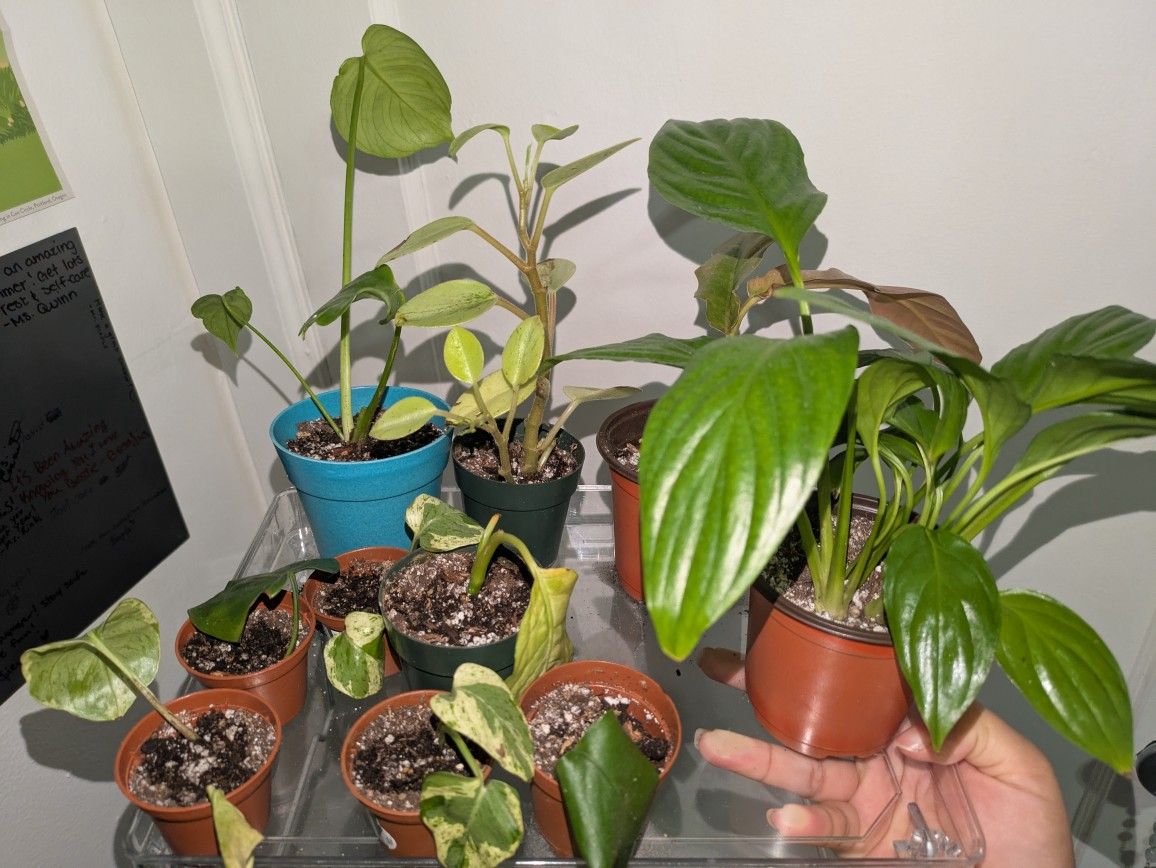 Plant Sale!!