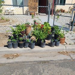 Plantas Diferemtes