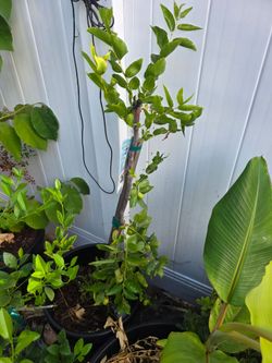 Li Chinese jujubi tree in a 15 gallon container