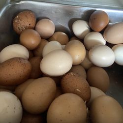 Organic Eggs