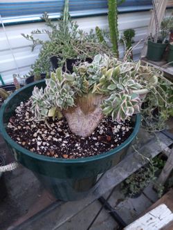 Crested Succulent