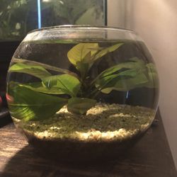 Desktop Fish Bowl! 🐟🐠🐟