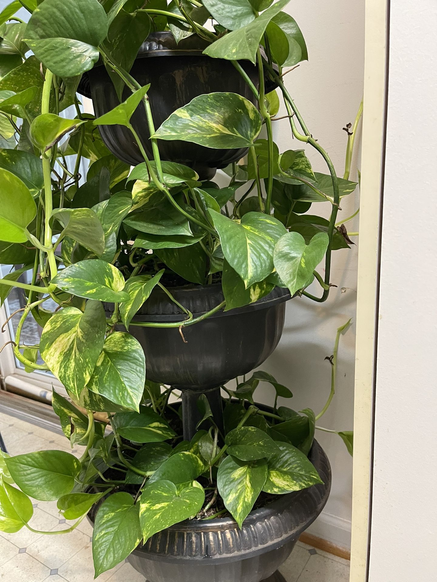 Fresh House Plants Three Tire Planter Pet and Smoke Free Home Very Healthy 