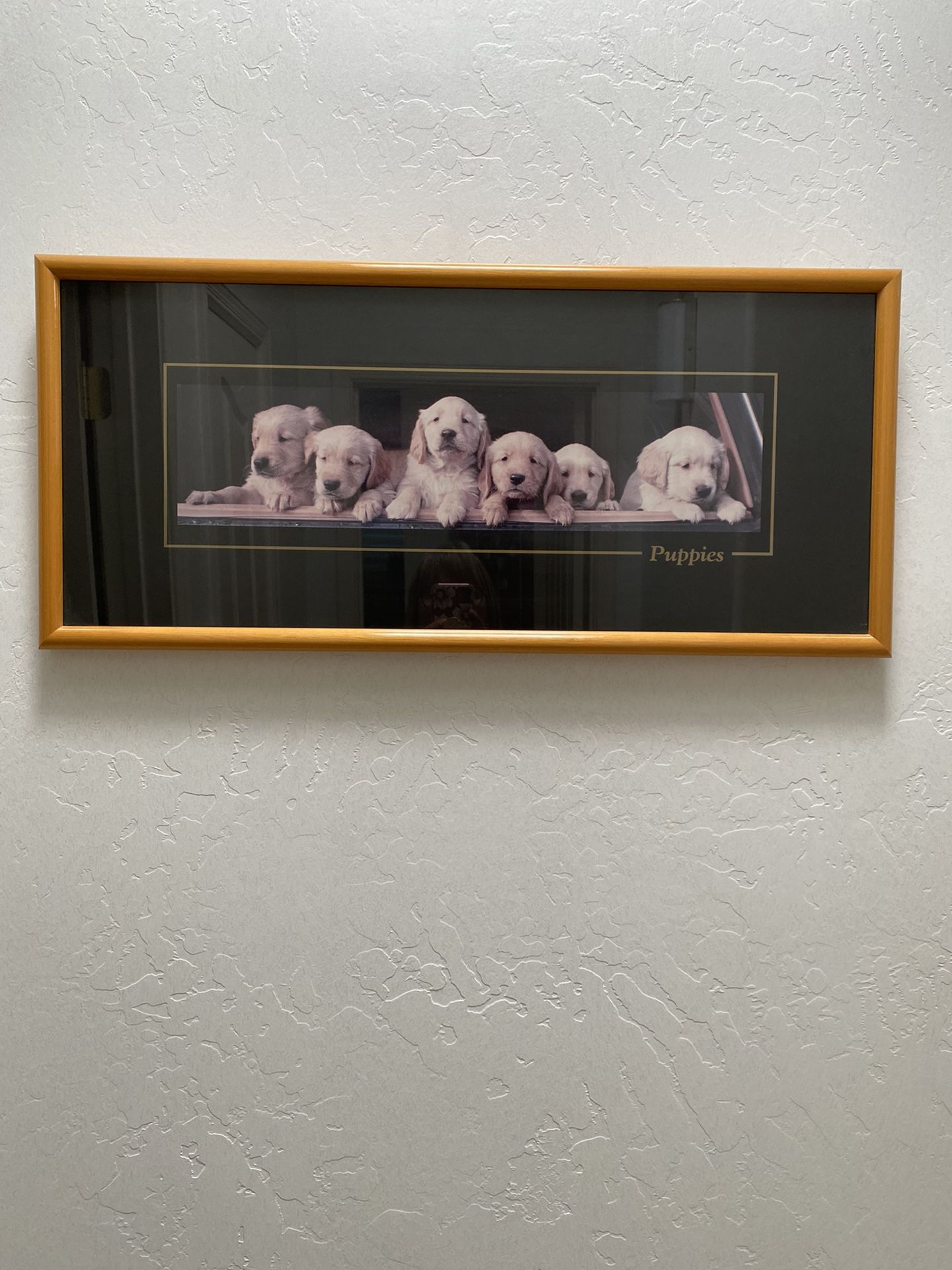 Golden Retriever Puppies!