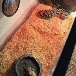 Snake tank
