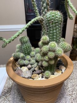 Terrario De Cactus Naturales 