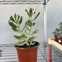 Jade Succulent - Crassula Argéntea Variegated